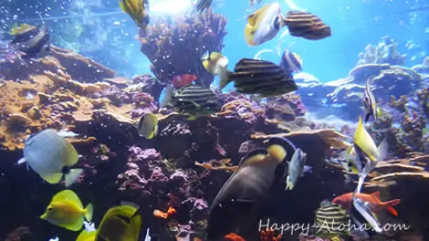 他の水族館とは一味違うマウイオーシャンセンター｜ハワイでしか見られ