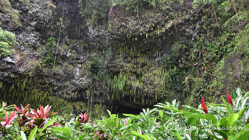 シダの洞窟へは船の旅 行き方と遊覧船ツアーのまとめ カウアイ島の観光パワースポット