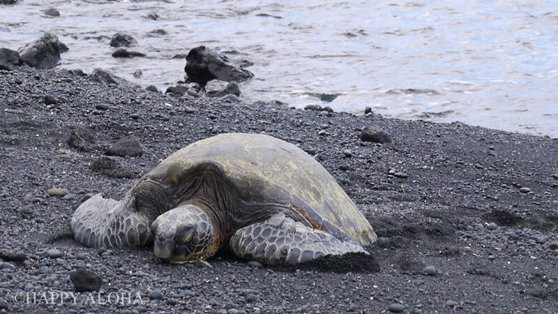 プナルウ黒砂海岸はウミガメの伝説が残る聖地 Happy Aloha