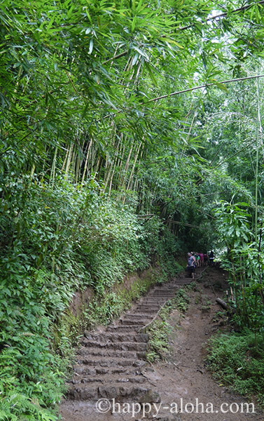 竹林横の階段
